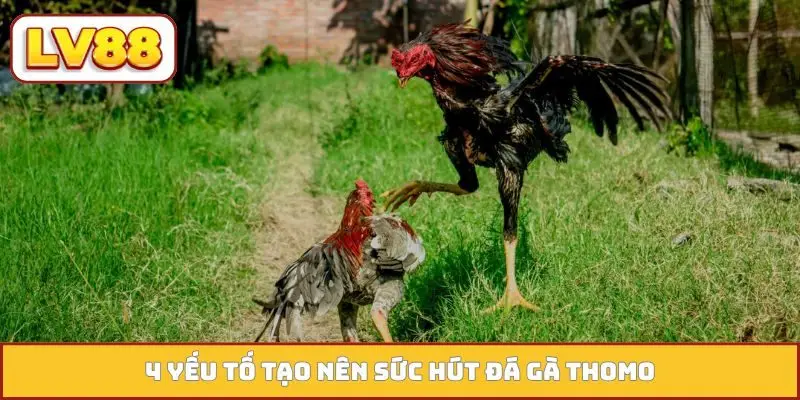 4 yếu tố tạo nên sức hút đá gà Thomo